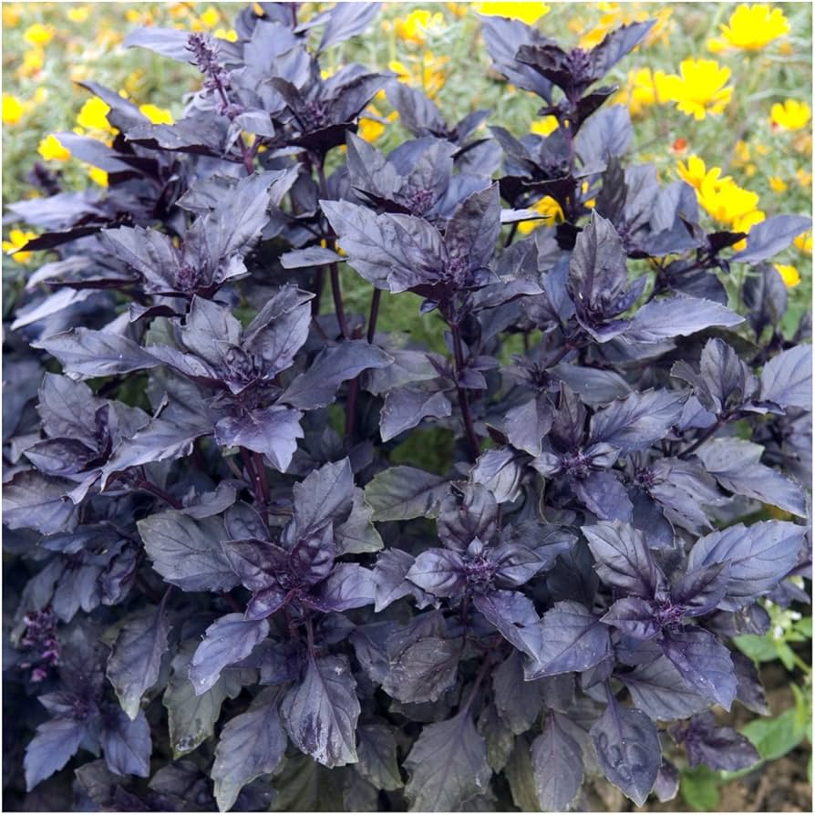 Pink Blume Spikes on Dark Opal Basil Ocimum basilicum Pflanze