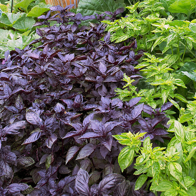 Young Dark Opal Basil Seedlings Anbau in Containers