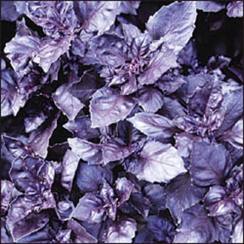 Dark Opal Basil Samen Ocimum basilicum Purple Ruffled Kraut Pflanze