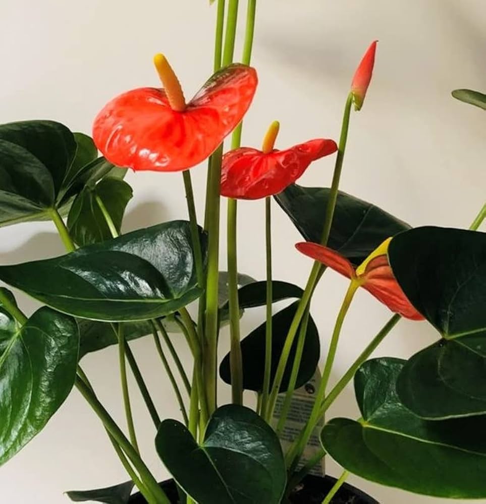 Dark orange anthurium samen for anpflanzung