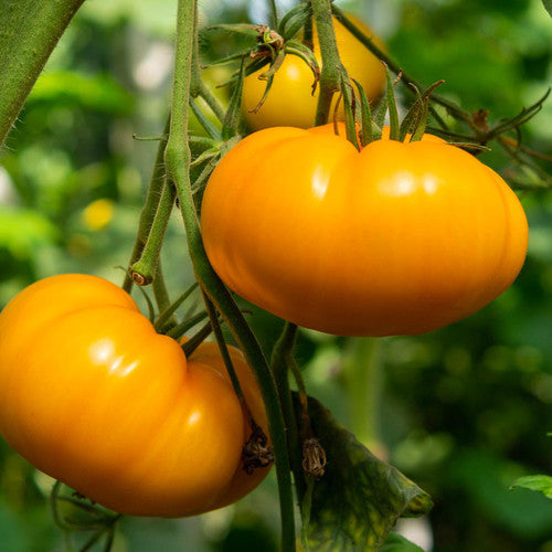 Dark orange riesige tomato samen für aussaat