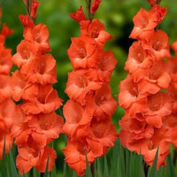 Dark orange gladiolus blume samen for anpflanzung