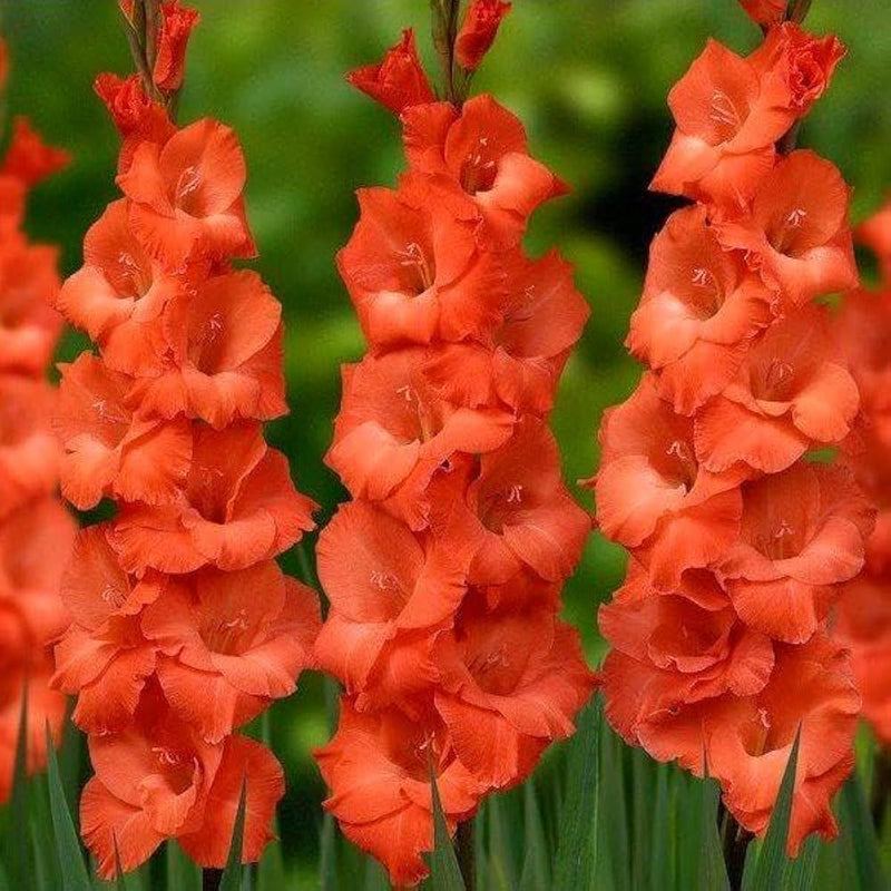 Dark orange gladiolus blume samen for anpflanzung