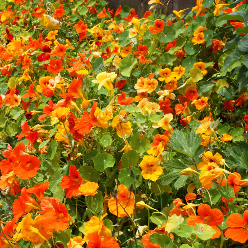 Dark orange nasturtium blume samen for anpflanzung