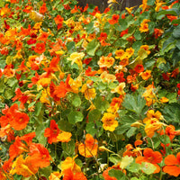 Dark orange nasturtium blume samen for anpflanzung