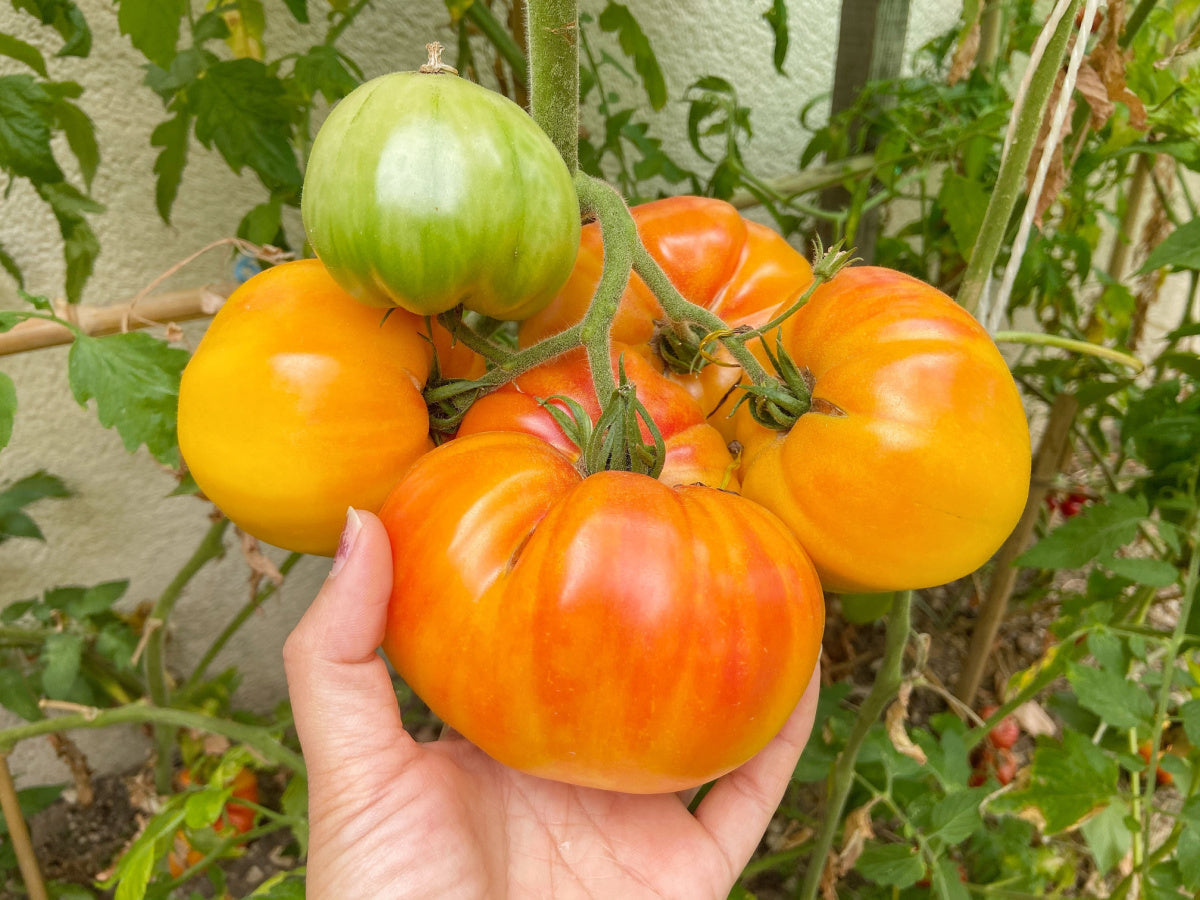 Aussaat guide für dark orange tomato samen