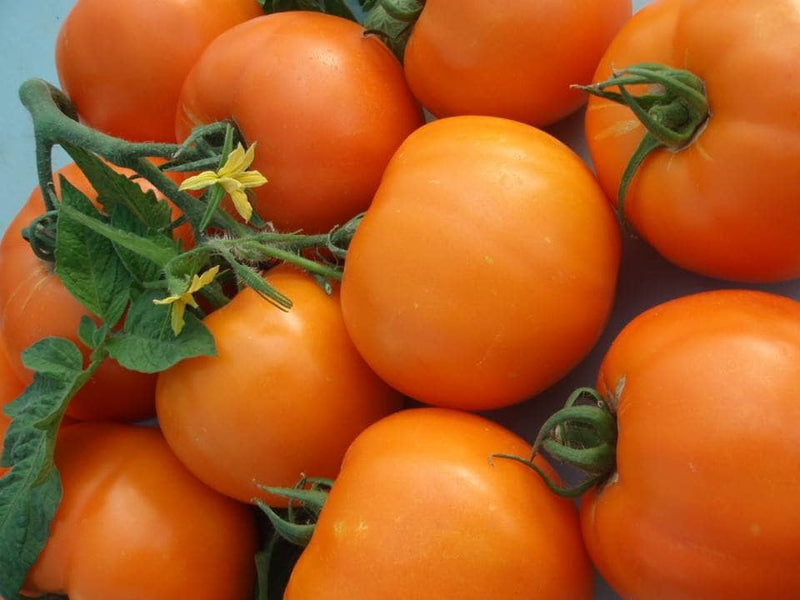 Dark orange tomato samen für home garten aussaat