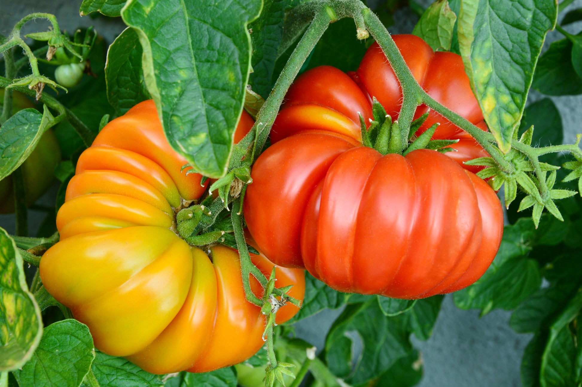 Dark orange tomatoes wachsend on healthy pflanzen