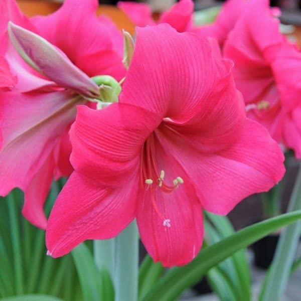 Dark rosa amaryllis barbados blume samen for anpflanzung