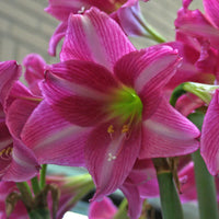 Dark rosa amaryllis barbados samen for anpflanzung