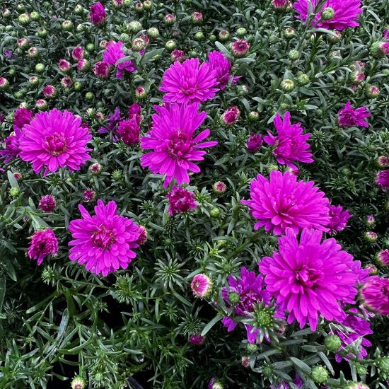 Dark rosa aster blume samen for anpflanzung