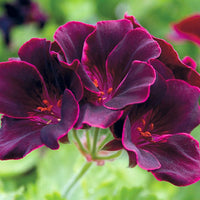 Dark rosa and schwarz geranium blume samen for anpflanzung