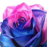 Dark rosa & blau rose blume samen for anpflanzung