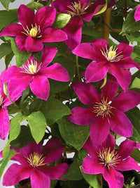 Dark rosa clematis blumen in full bloom
