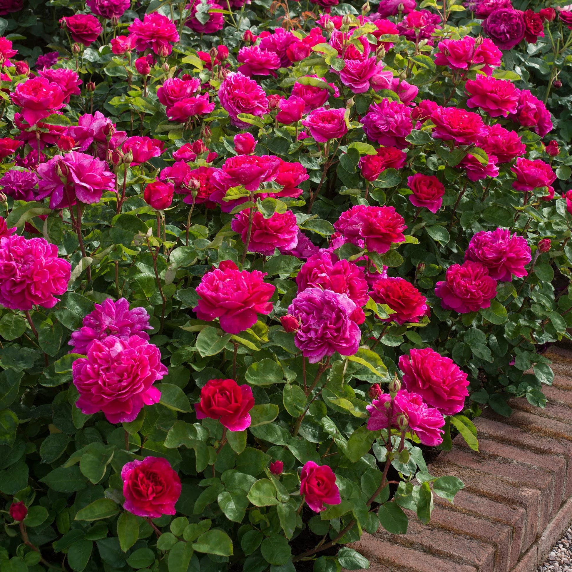 Dark rosa double petal english rose samen for anpflanzung