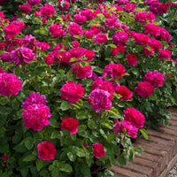 Dark rosa double petal english rose samen for anpflanzung