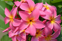 Dark rosa frangipani samen for anpflanzung – tropical flowering pflanze