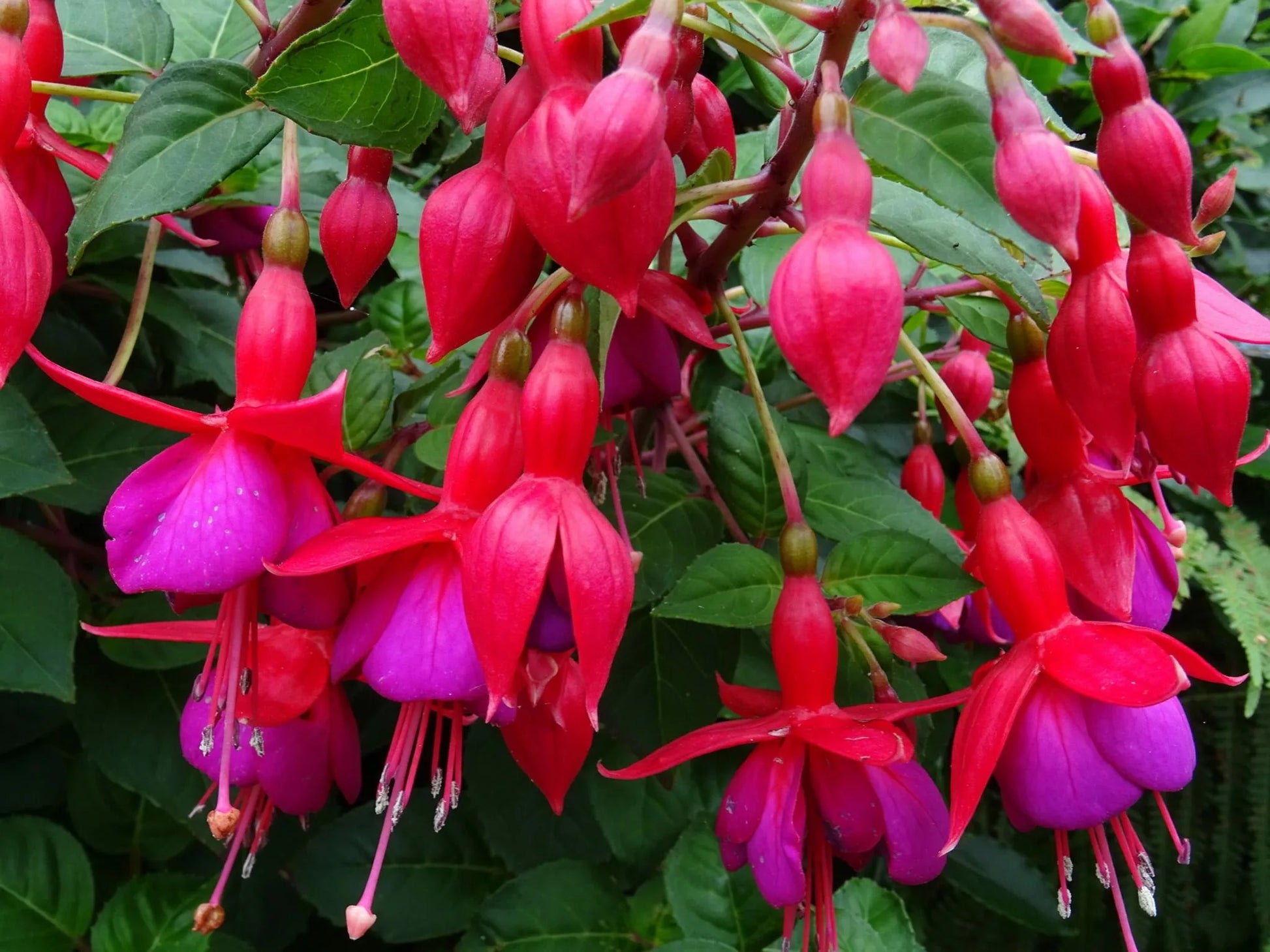 Dark rosa fuchsia blume samen for striking garten anpflanzung
