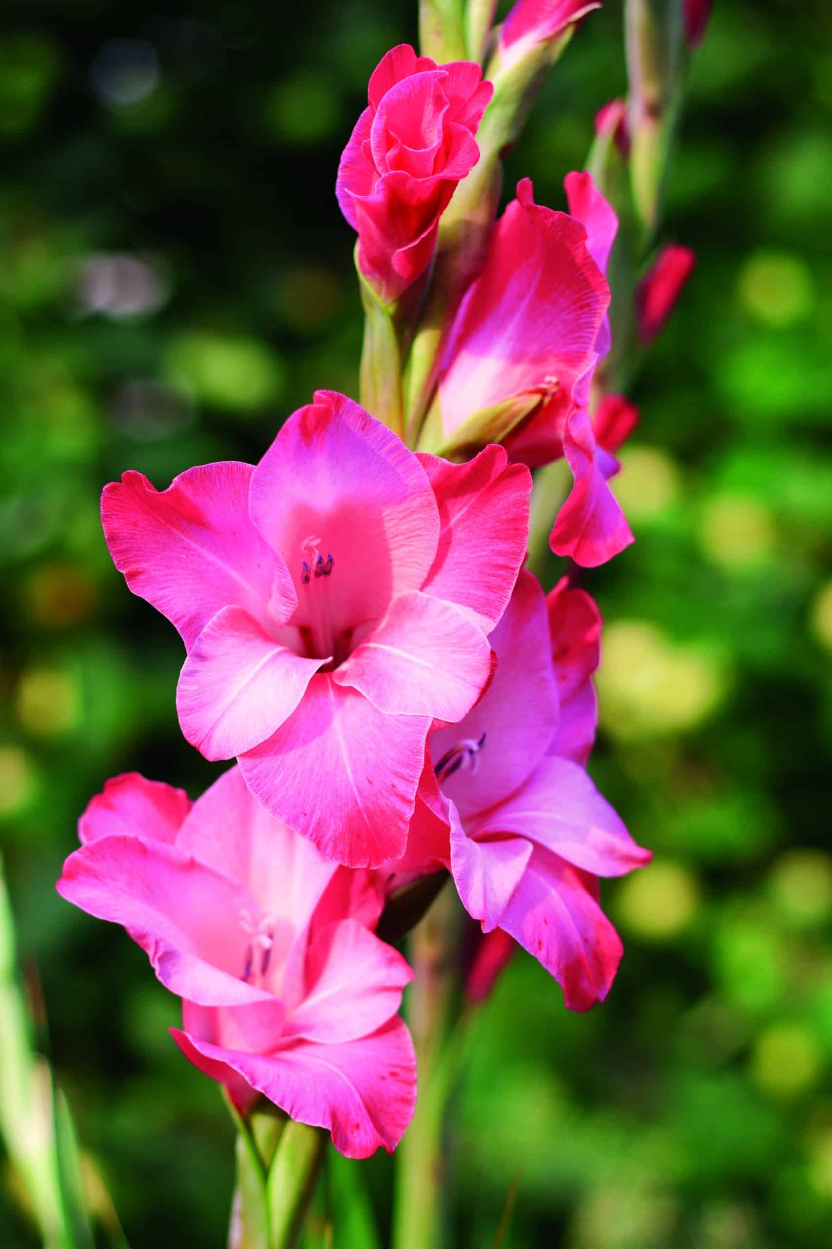 Easy to grow dark rosa gladiolus samen for containers and gardens
