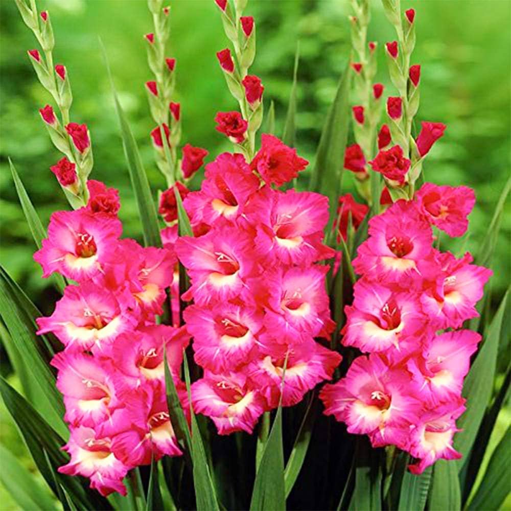 Dark rosa gladiolus blume samen for vibrant summer blooms
