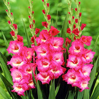 Dark rosa gladiolus blume samen for vibrant summer blooms

