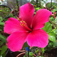 Dark rosa hibiscus blume samen for anpflanzung
