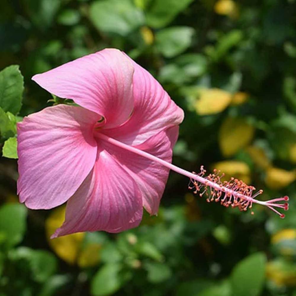 Dark rosa hibiscus blume samen for anpflanzung