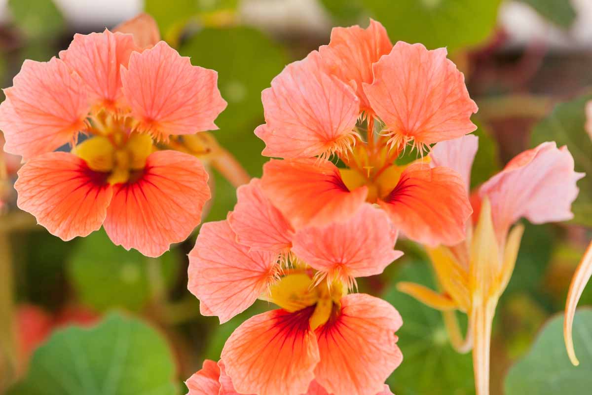 Dark rosa nasturtium samen for anpflanzung