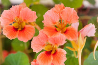 Dark rosa nasturtium samen for anpflanzung