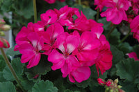 Dark rosa pelargonium blume samen for colorful gardens