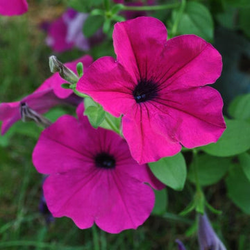 Dark rosa petunia blumen blooming in a vibrant garten