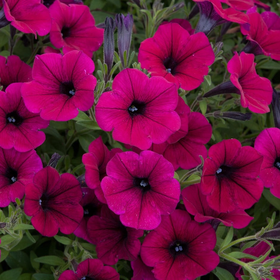 Dark rosa petunias cascading from a garten hanging basket