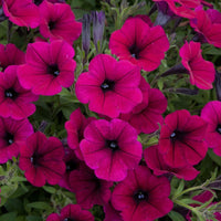 Dark rosa petunias cascading from a garten hanging basket