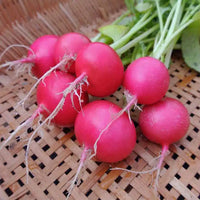 Aussaat guide für dark pink radish samen