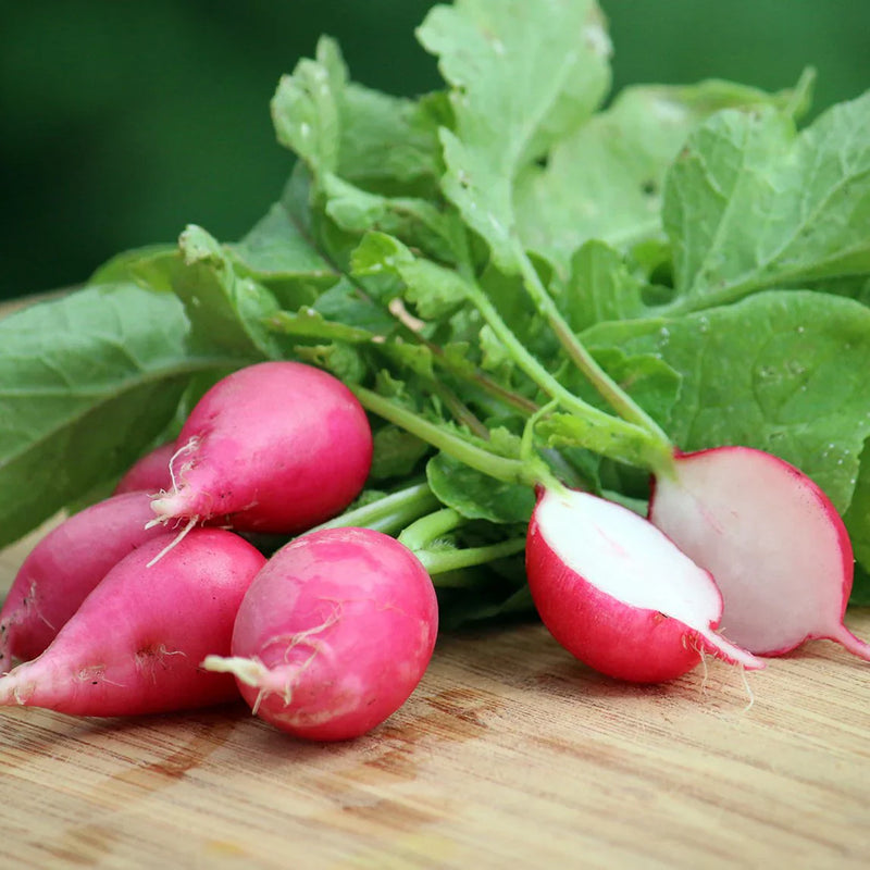 Dark pink radish samen für aussaat