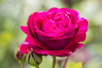 Dark rosa rose blume samen for anpflanzung