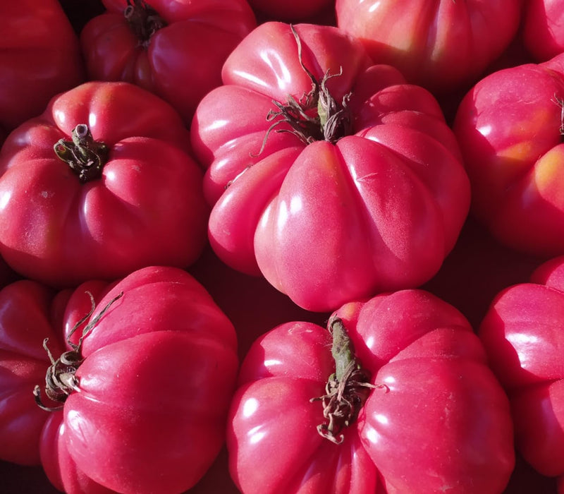 Dark pink tomato samen für aussaat