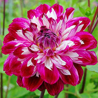 Dark rosa two-color dahlia blume samen for anpflanzung