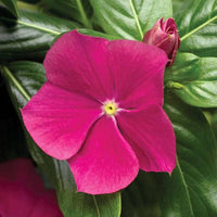 Dark rosa periwinkle vinca blume samen for anpflanzung