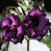 Dark lila adenium obesum samen for anpflanzung