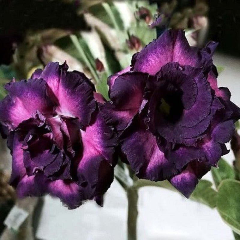Dark lila adenium obesum samen for anpflanzung