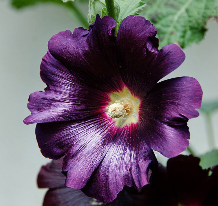 Dark lila althaea rosea blume samen for exotic charm in your garten