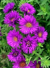 Dark lila aster samen for anpflanzung