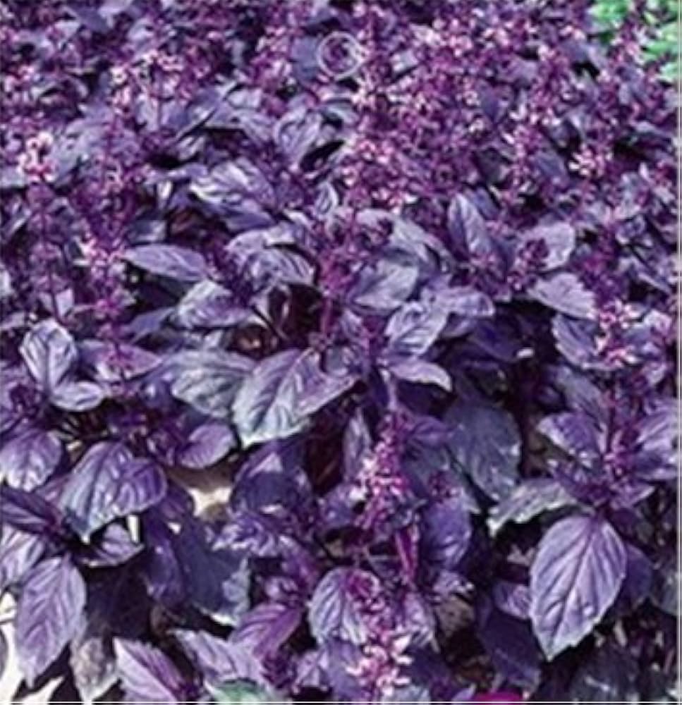 Dark Purple Basil Blumen attracting pollinators