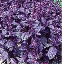 Dark Purple Basil Blumen attracting pollinators