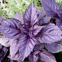 Dark Purple Basil Samen Ocimum basilicum ornamental Kraut