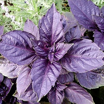 Dark Purple Basil Samen Ocimum basilicum ornamental Kraut