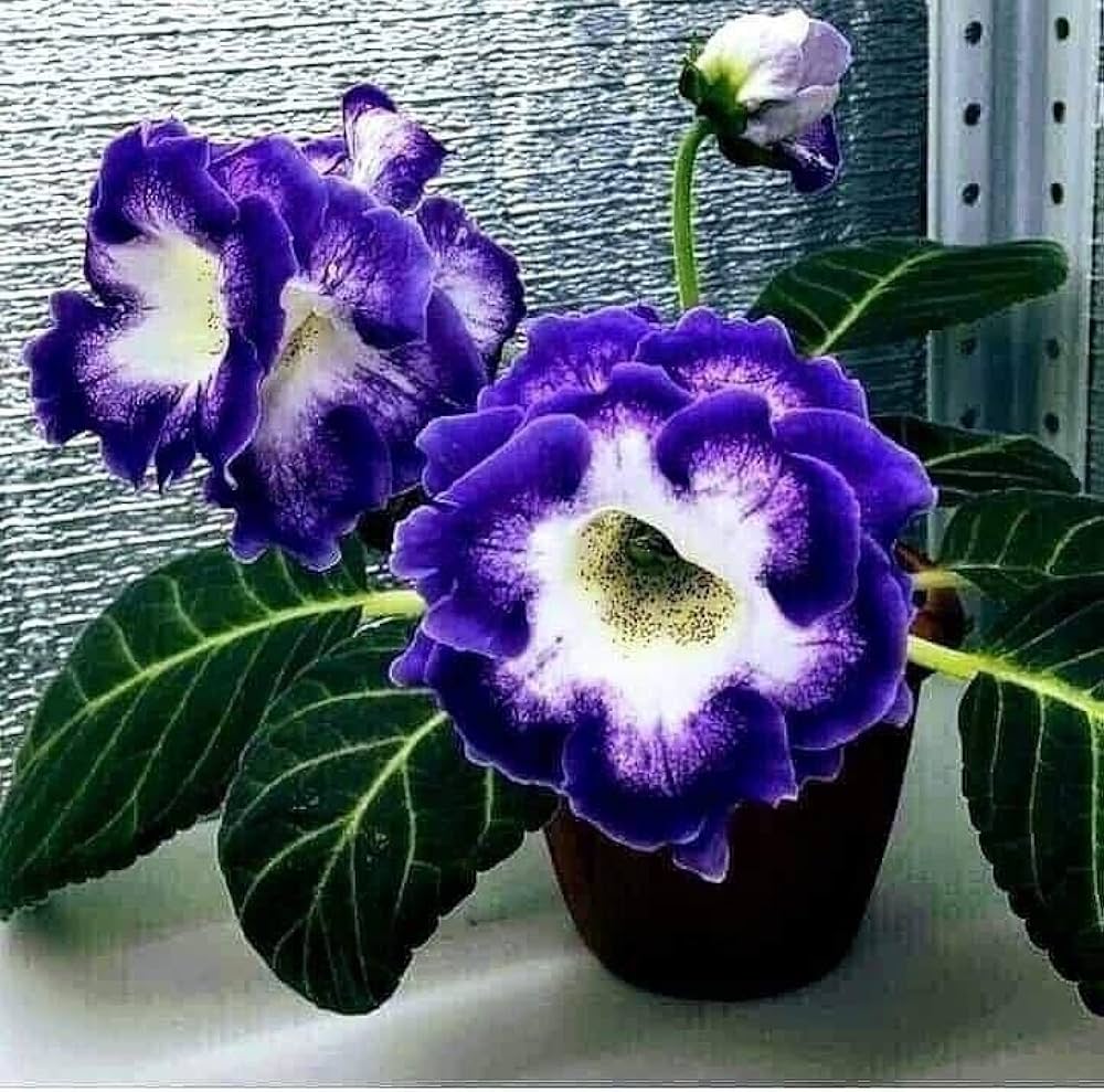 Dark lila blau gloxinia samen for anpflanzung