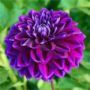 Dark lila dahlia blume samen for anpflanzung