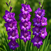 Dark lila gladiolus blume samen for anpflanzung